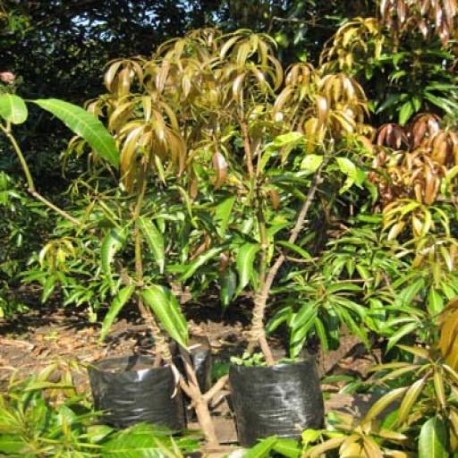 આંબાની રો૫ણી અને આધુનિક ખેતી