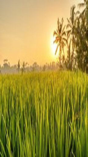 ripe rice field wallpaper