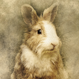 Rabbit Wallpapers icon