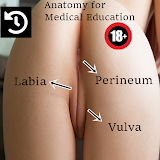 Vulva Anatomy female sex organ icon