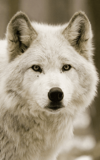 Zombies Live Wallpaper HD