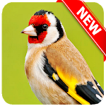 Cover Image of Baixar European Goldfinch Bird  APK
