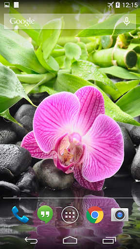 Orchid Flower Live Wallpaper