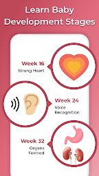 Pregnancy Ovulation Calculator