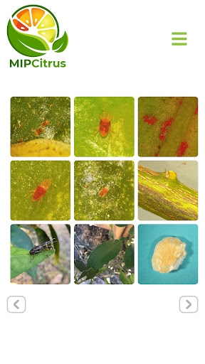 MIPCitrus Screen 2