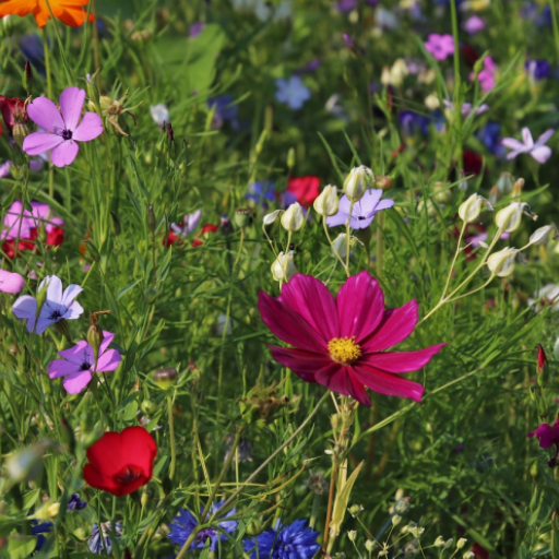 Pocket Herbalist ดาวน์โหลดบน Windows