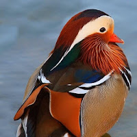 Mandarin Duck Wallpapers HD
