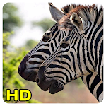 Cover Image of डाउनलोड Zebra Wallpapers 1.6 APK