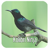 Masteran Kicau Kolibri Ninja icon
