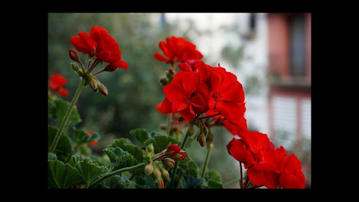 Flowers:Flores Screen 2