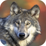 Cover Image of Download Wolf Wallpapers 1.0 APK