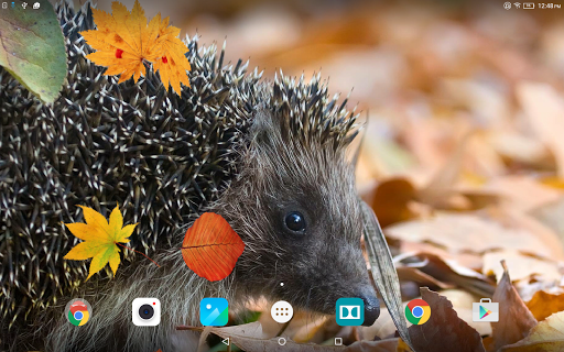 Cute Autumn Live Wallpaper