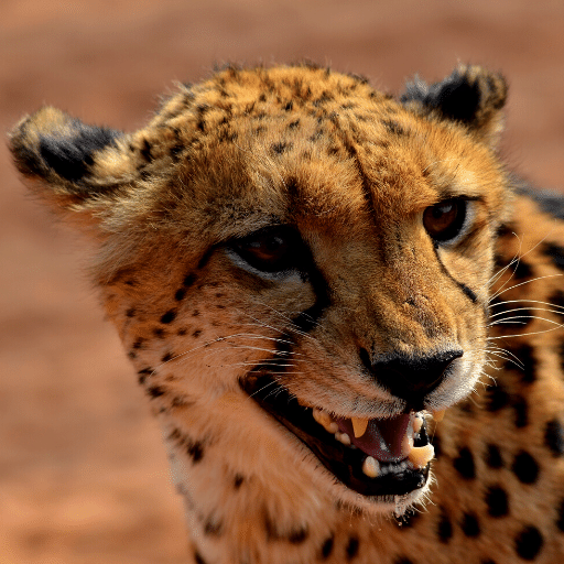Cheetah Sounds logo
