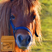 beautiful horse wallpaper - shetland pony