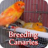 Breeding Canaries Guide icon