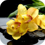 Yellow Orchids Live Wallpaper icon