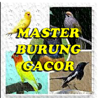 master burung gacor