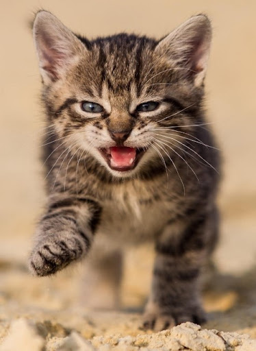 Android application Kitten HD Wallpaper screenshort