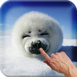 Baby Seal Live Wallpaper icon