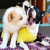 Cute Wallpaper Puppy Dogs HD icon