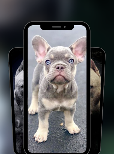 Pitbull Bulldog Wallpaper HD