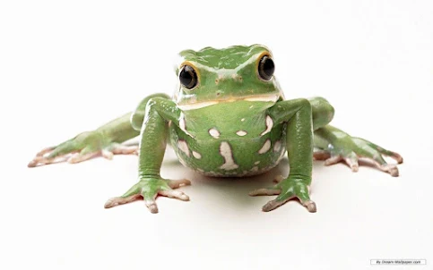 Frog wallpaper