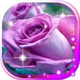 Roses White n Purple HQ LWP icon