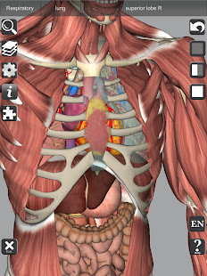 3D Bones and Organs (Anatomy) 5.3 Screenshots 20