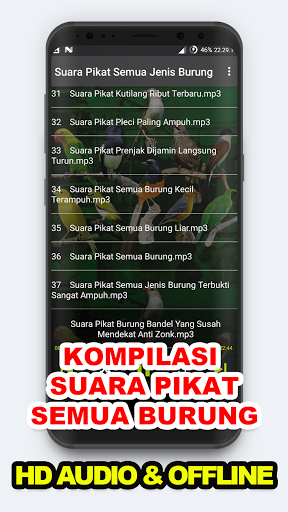 Suara Burung Pikat and Masteran