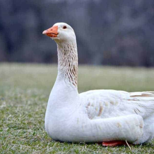 Goose and Geese Sound logo