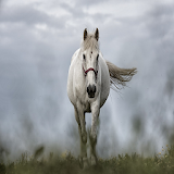 Horses HD wallpaper 2018 icon