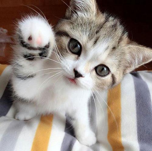 Cute Kittens Screen 2
