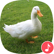 Top 20 Music & Audio Apps Like Appp.io - Duck Sounds - Best Alternatives