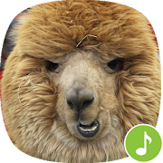 Appp.io - Alpaca Sounds