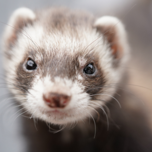 Ferret Sounds logo