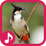 Red-whiskered bulbul Sounds icon
