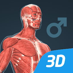 Icon image Human body (male) 3D scene