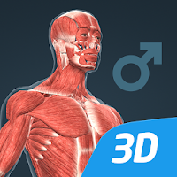 Тело человека (мужчина), интерактивное 3D ВР