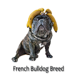 French bulldog Breed icon