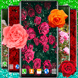 Red Rose Live Wallpaper icon