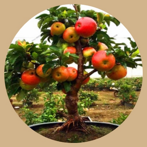Fruit plants at Bonsai logo