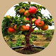 Cultivos de frutas en Bonsai Descarga en Windows
