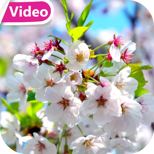 Cherry Blossom Video Theme HD logo