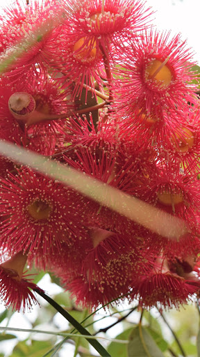 Genus Corymbia Wallpaper