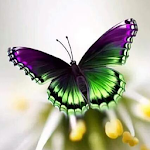 Cover Image of Download Butterfly Wallpaper HD  APK