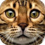 Cover Image of Download Cat Sounds 1.1 APK
