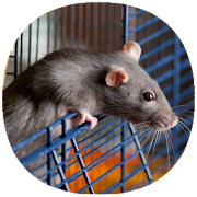 Top 28 Parenting Apps Like How to Take Care of a Pet Rat (Guide) - Best Alternatives