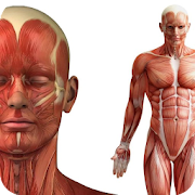 Human anatomy