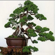 Creative ideas of bonsai plants
