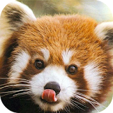 RED PANDA Wallpapers v1 icon